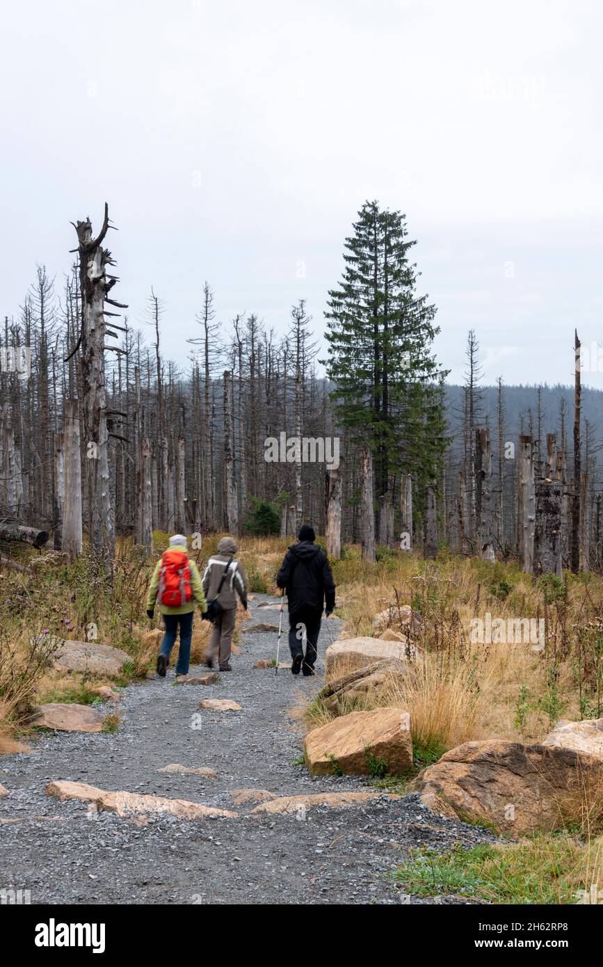 randonneurs,arbres morts,conifères,schierke,harz,saxe-anhalt,allemagne Banque D'Images