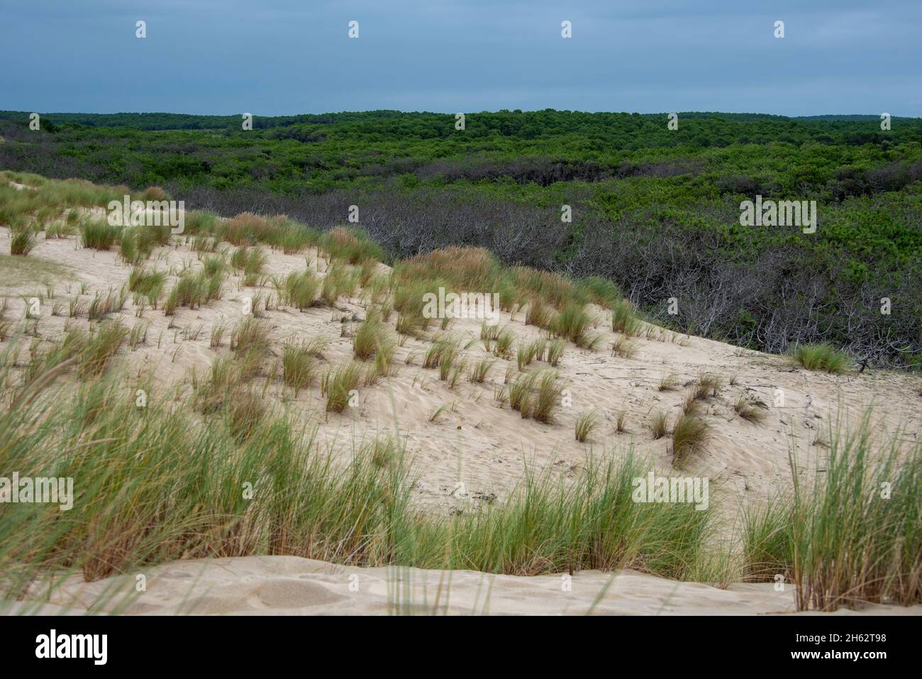 france,novelle-aquitaine,gironda,carcans,dune de sable sur la plage de carcans plage,derrière elle une vaste forêt de pins, côte atlantique, golfe de gascogne Banque D'Images