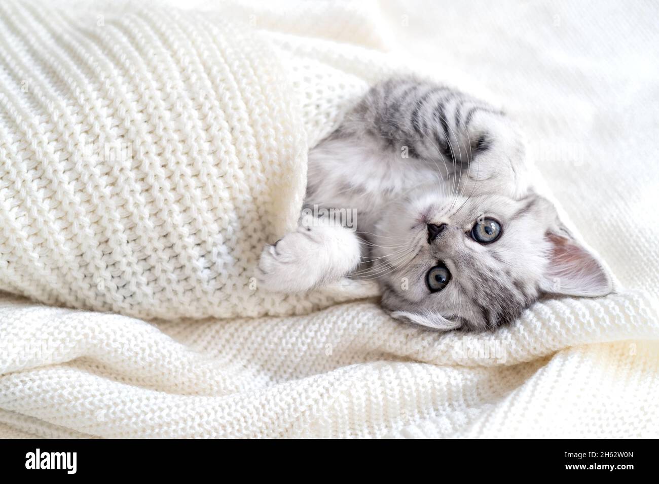 Drole Mignon Petit Raye Scottish Pliure Chat Allonge Sur Blanc Concept Adorables Animaux Chats Photo Stock Alamy