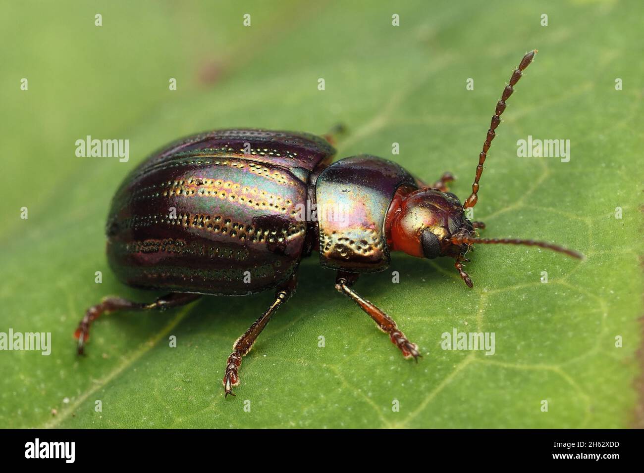 Romarin Beetle (Chrysolina americana) au repos sur la feuille.Tipperary, Irlande Banque D'Images