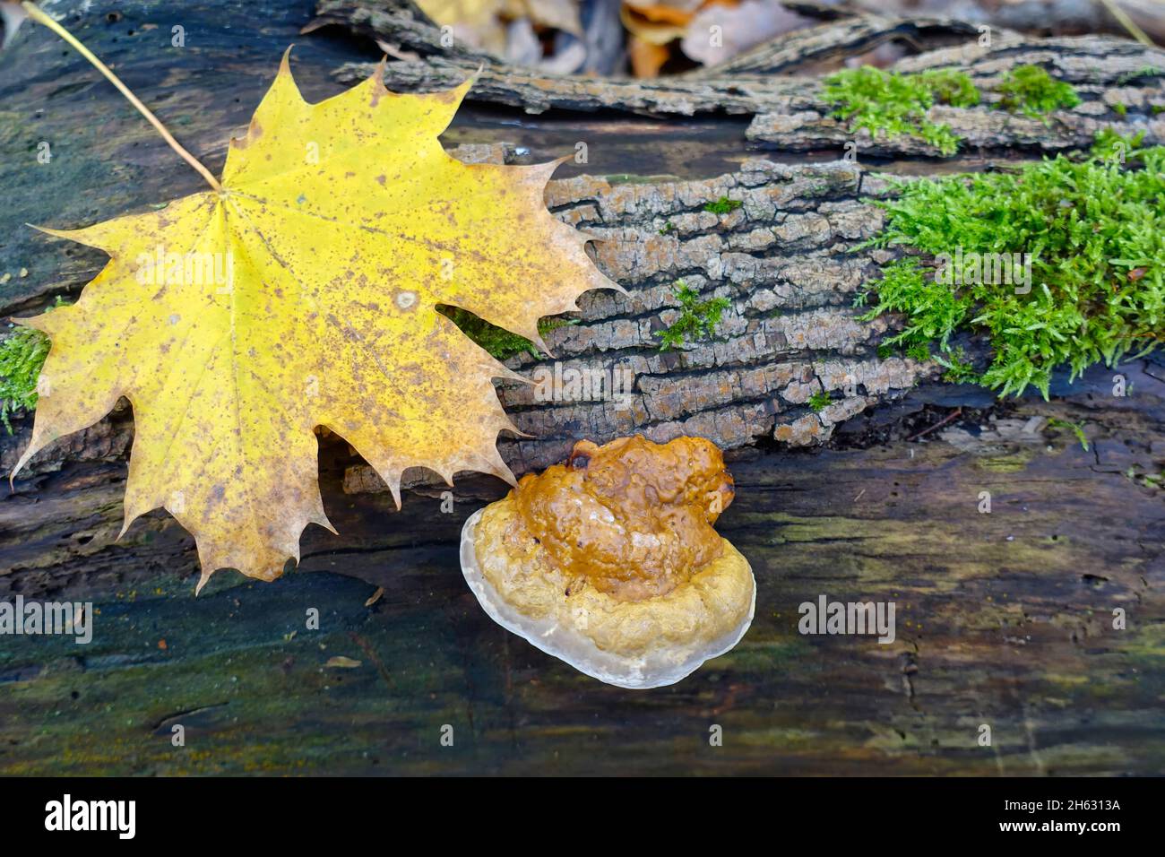 Reishi, Ganoderma lucidum, Allemagne Banque D'Images