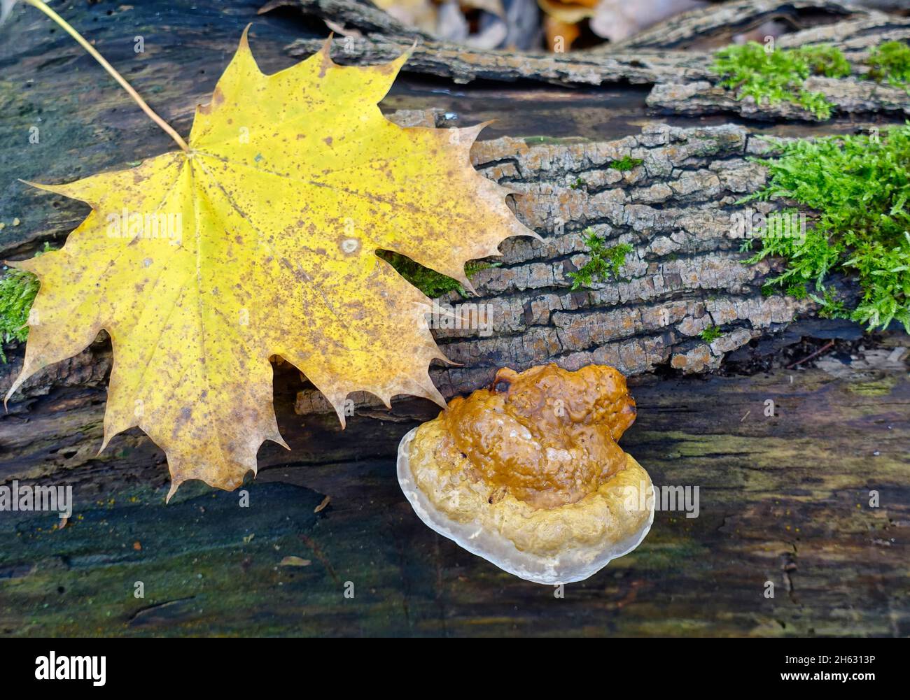 Reishi, Ganoderma lucidum, Allemagne Banque D'Images