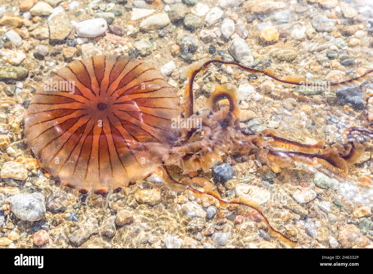 gros plan sur un méduse rouge à la plage en grèce. je ne pense pas que je devrais le toucher. non, mieux encore. Banque D'Images