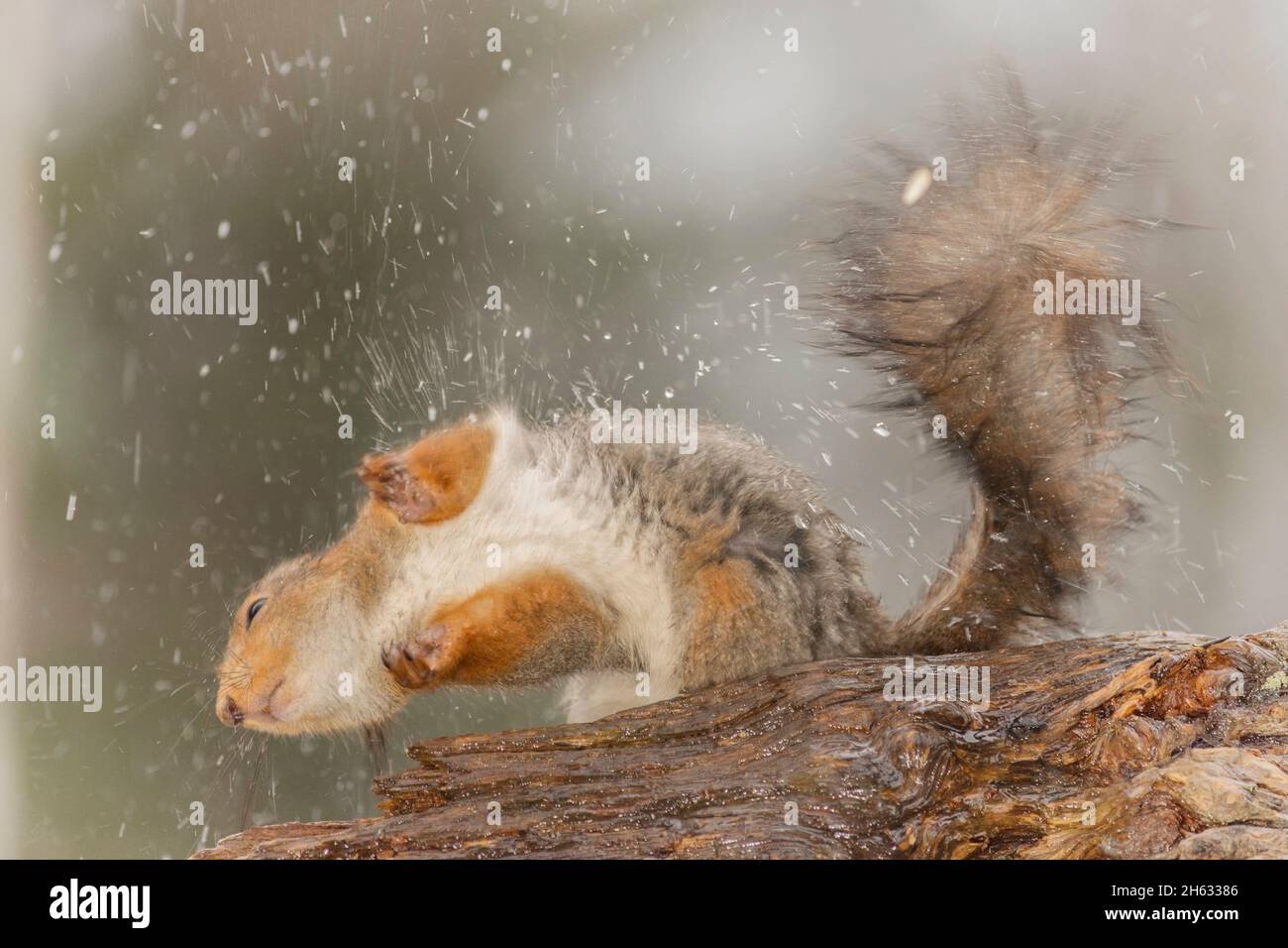 gros plan de l'écureuil roux sous la pluie sur le tronc de l'arbre qui secoue l'eau Banque D'Images