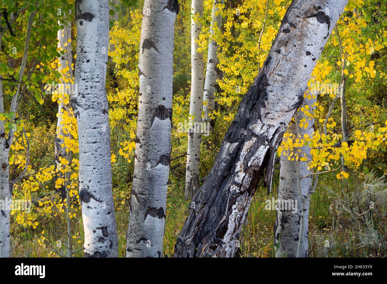 Les feuilles d'automne sur les tremble entourant les grands troncs blancs de tremble.Parc national de Grand Teton, Wyoming Banque D'Images