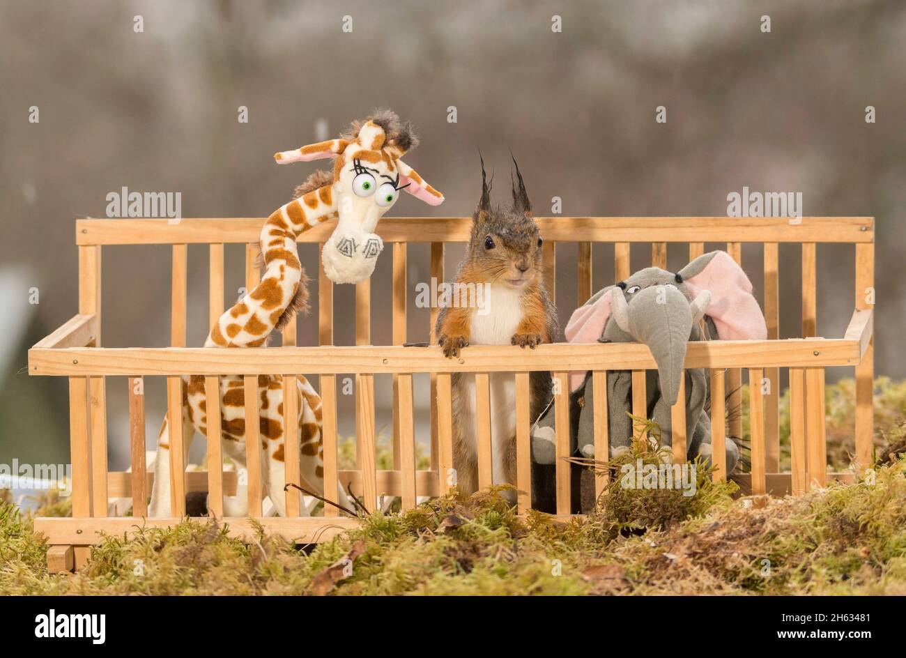 Close up of red squirrel entre une girafe et l'éléphant dans une cage Banque D'Images