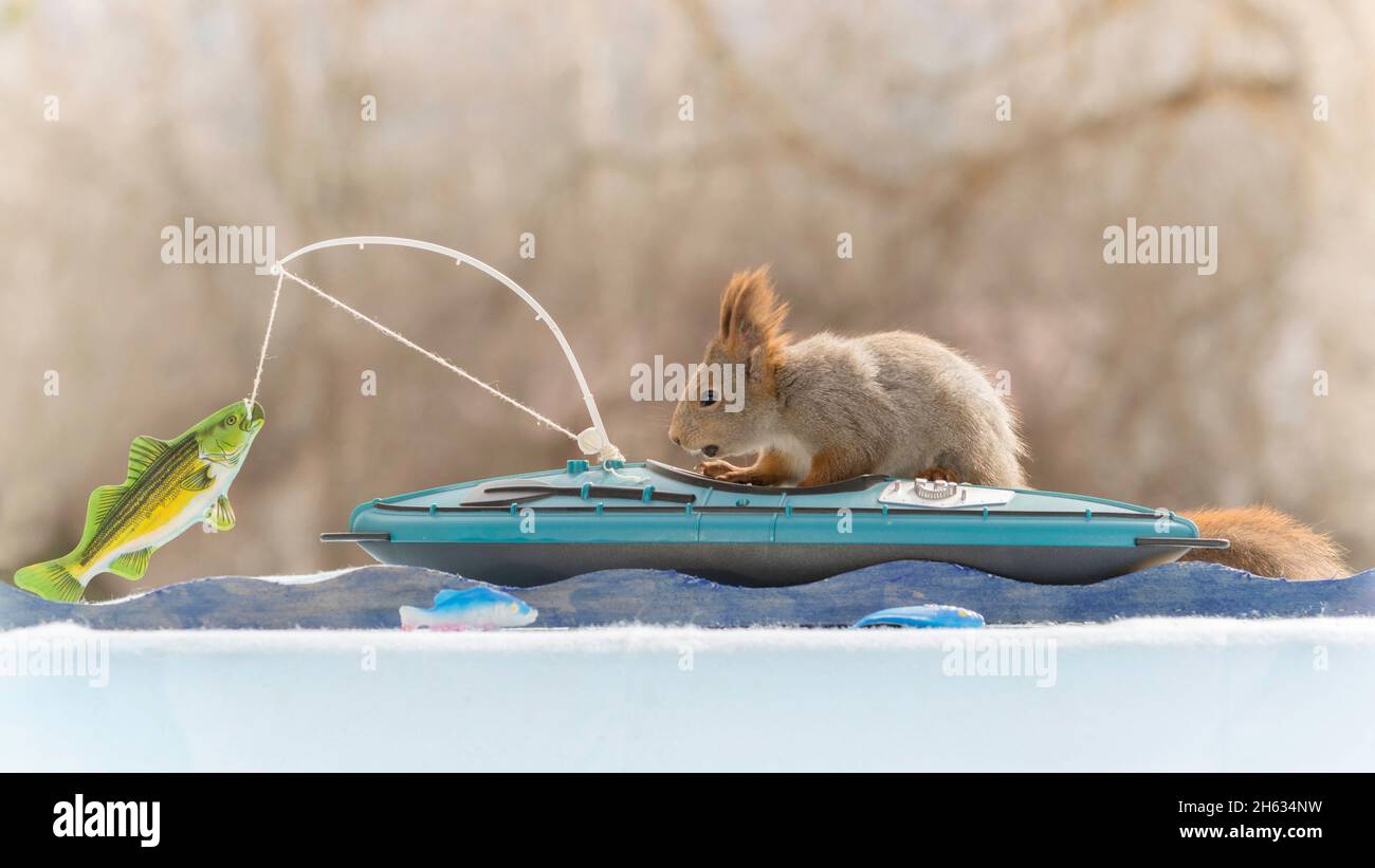 gros plan de l'écureuil rouge debout dans un kayak avec canne à pêche et poisson Banque D'Images