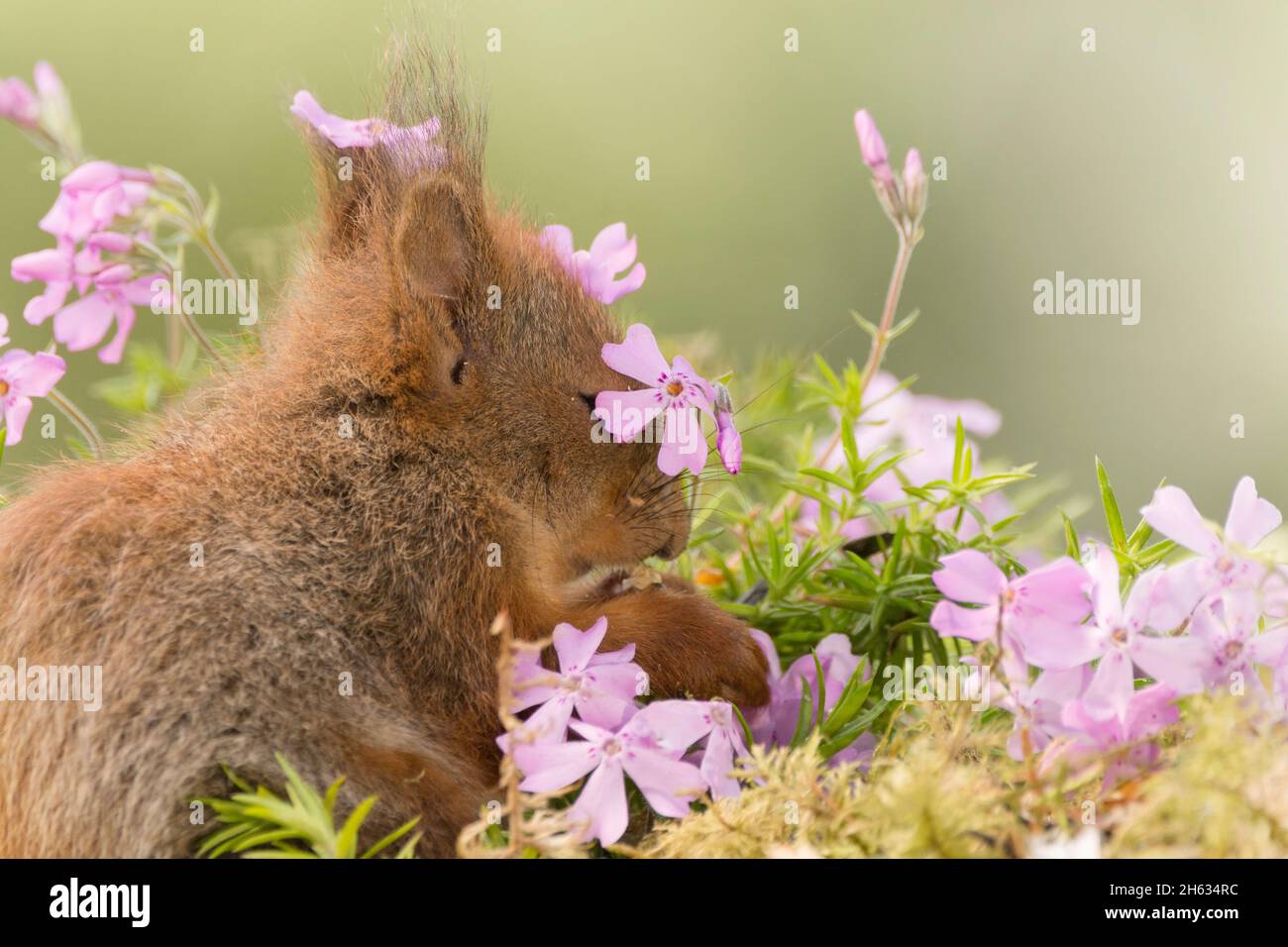 gros plan du jeune écureuil rouge se tenant entre les fleurs avec la fleur au-dessus de l'oeil Banque D'Images