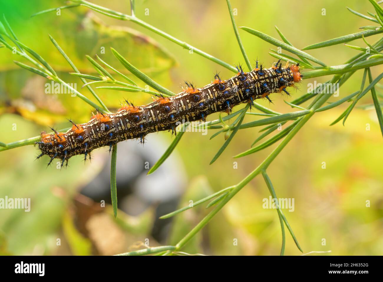 Vue dorsale d'une chenille de papillons de Buckeye commune sur son usine hôte, False Foxglove Banque D'Images