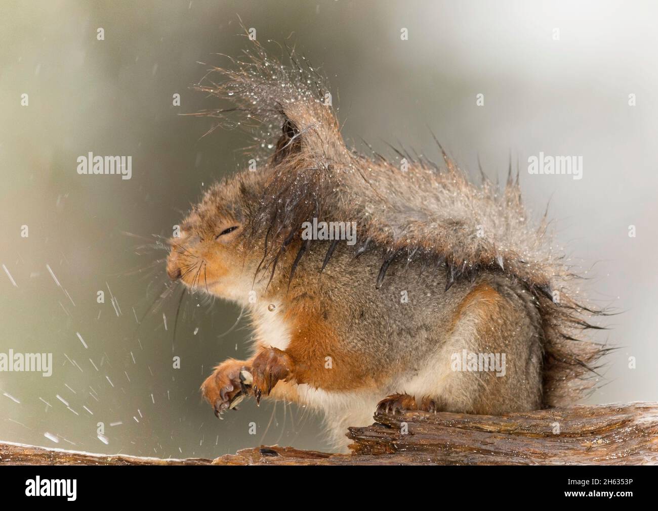 gros plan de l'écureuil rouge humide sous la pluie sur le tronc de l'arbre Banque D'Images