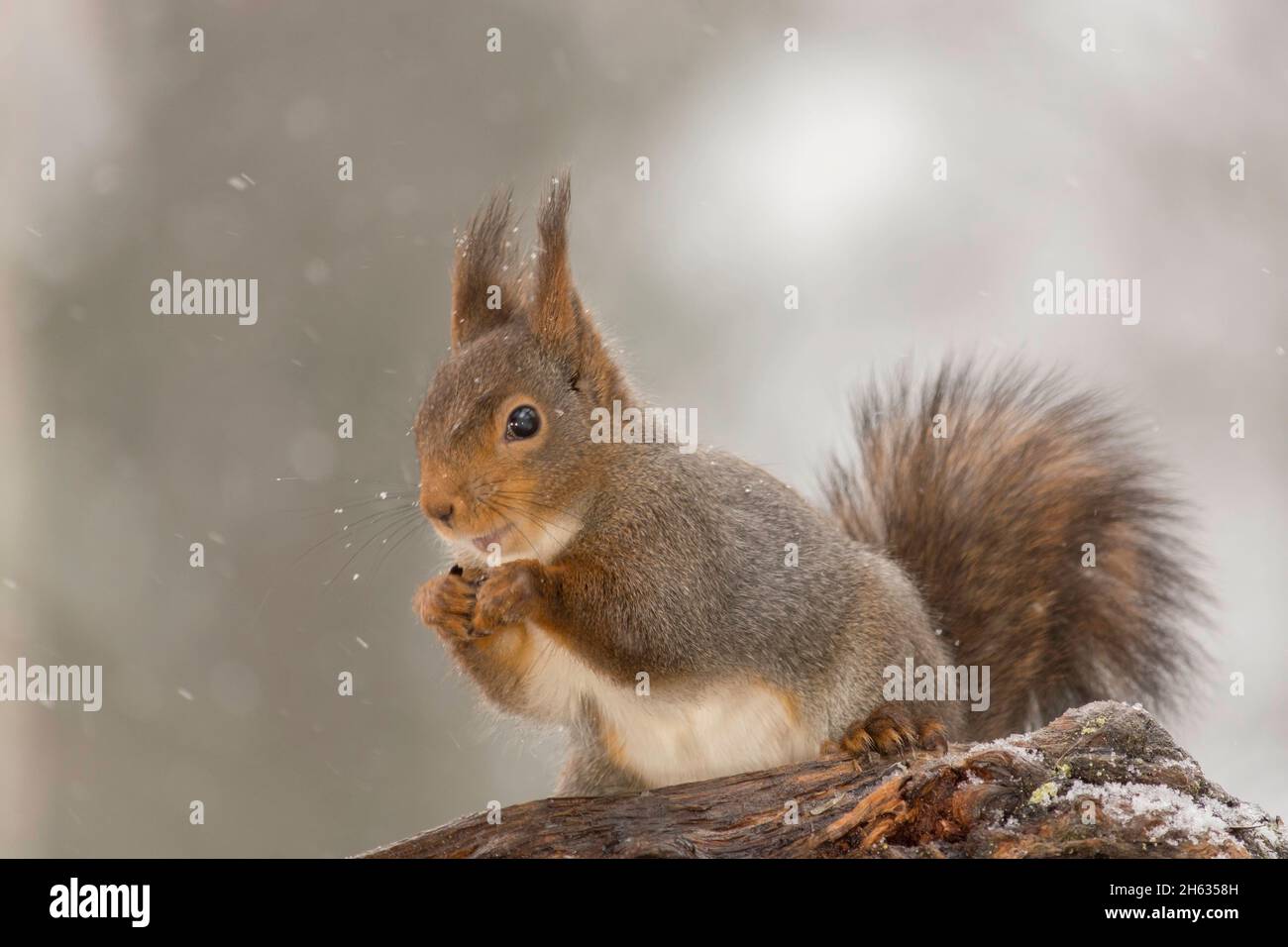 Close up of red squirrel avec rétroéclairage à l'écart debout sur tronc d'arbre alors qu'il neige Banque D'Images