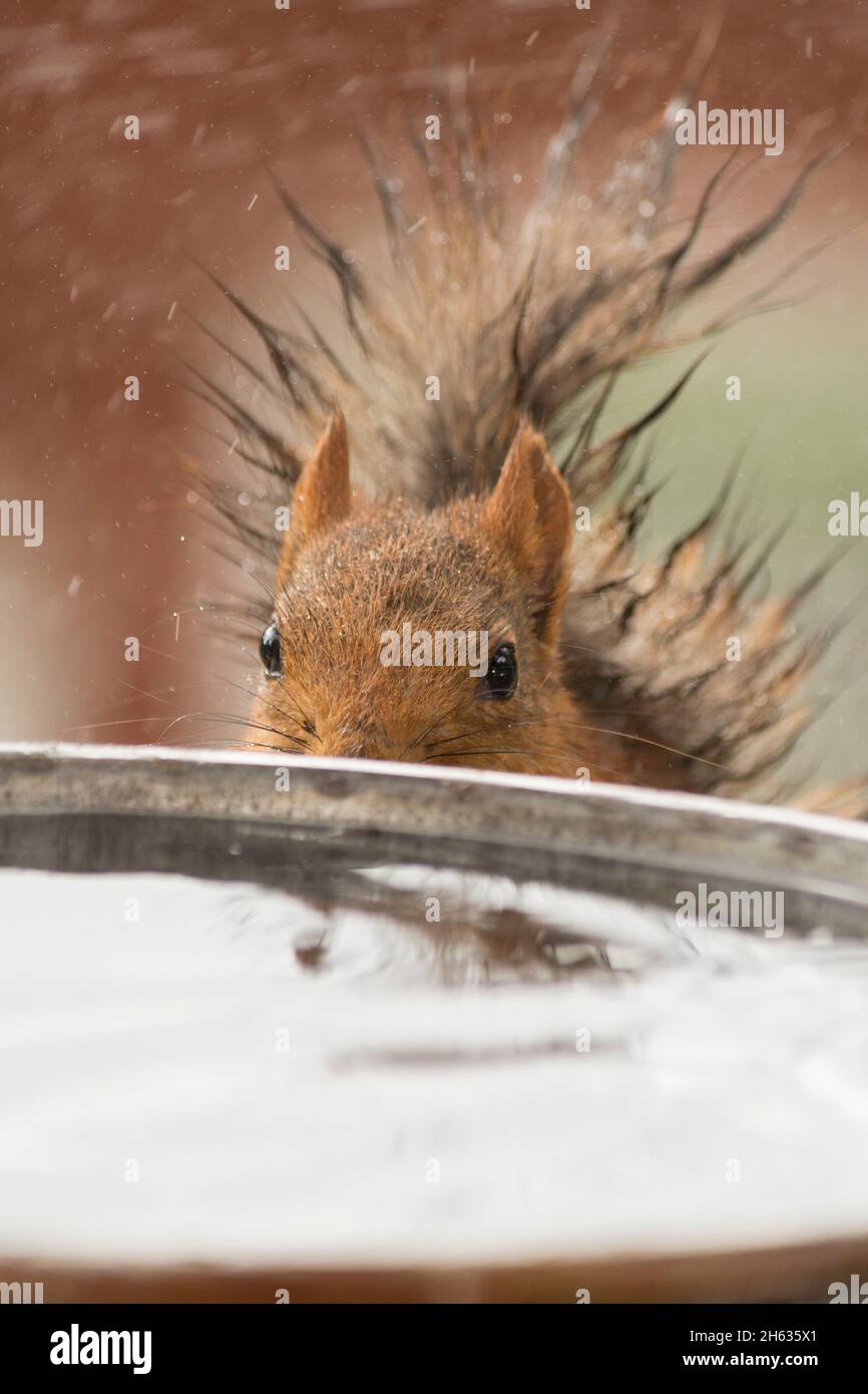 Close up of red squirrel se cacher derrière un bain à remous et de l'eau de pluie Banque D'Images