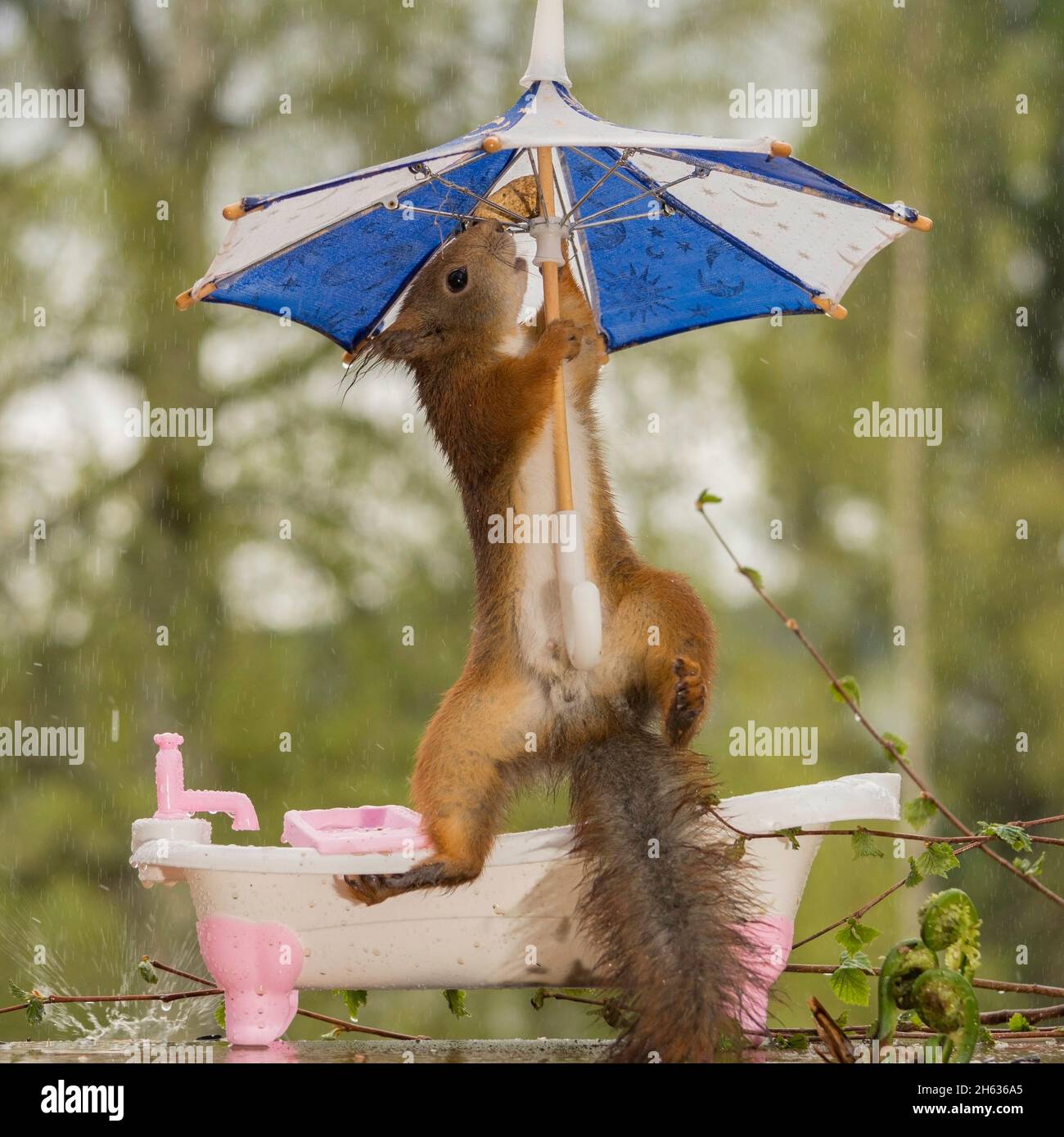 gros plan de l'écureuil rouge dans une baignoire tenant un parapluie sous la pluie Banque D'Images