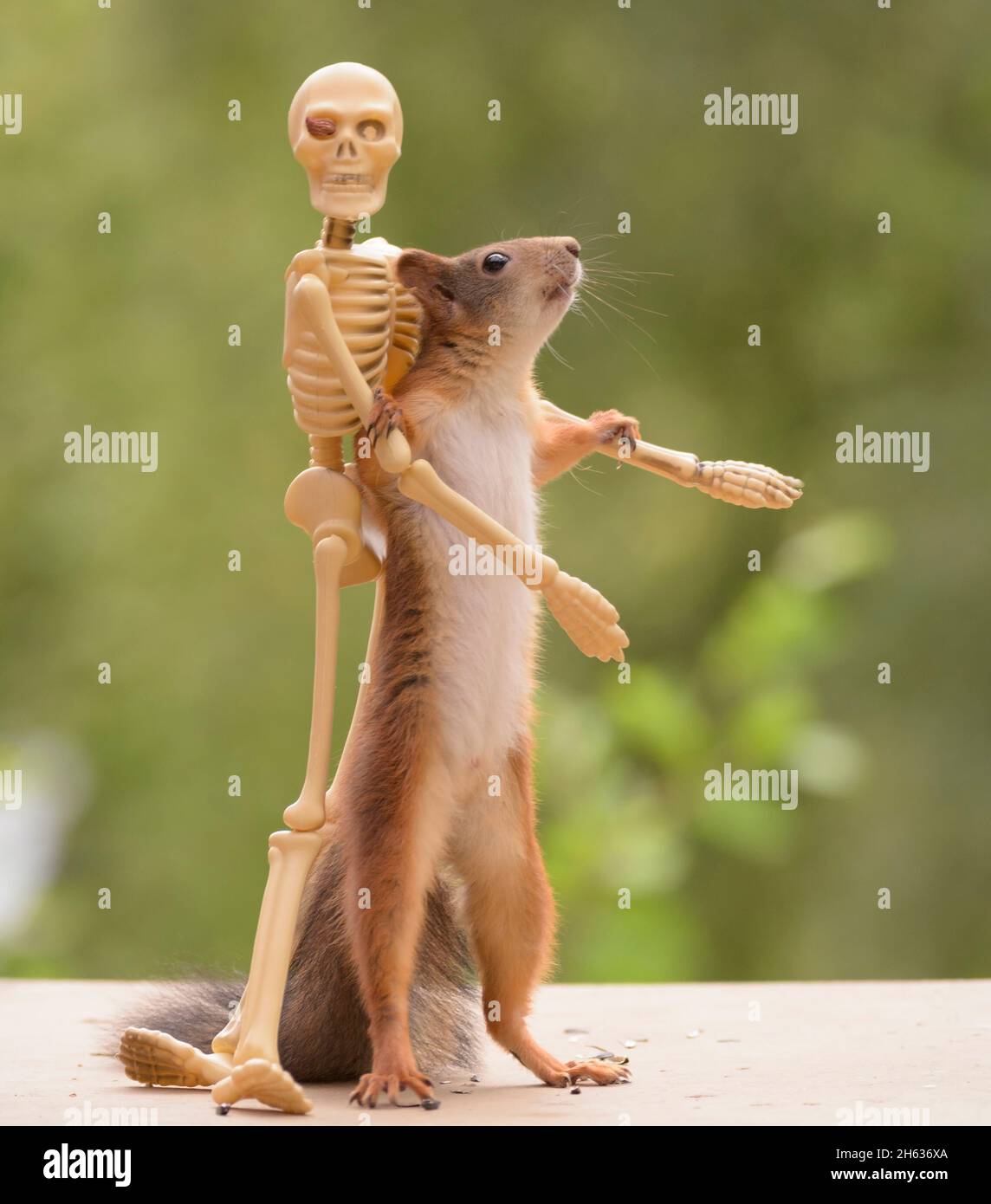 squirrel skeleton banque d image et photos alamy