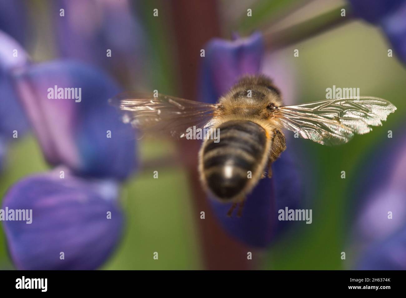 L'accent d'une aile de l'abeille s'envoler Banque D'Images