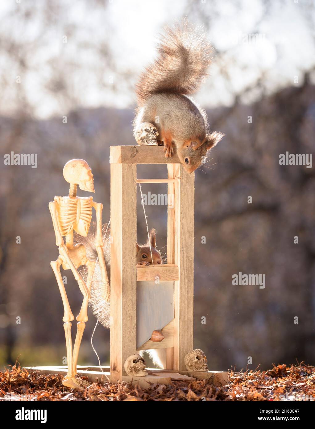 Squelette et l'écureuil roux à la guillotine et d'un écrou Banque D'Images