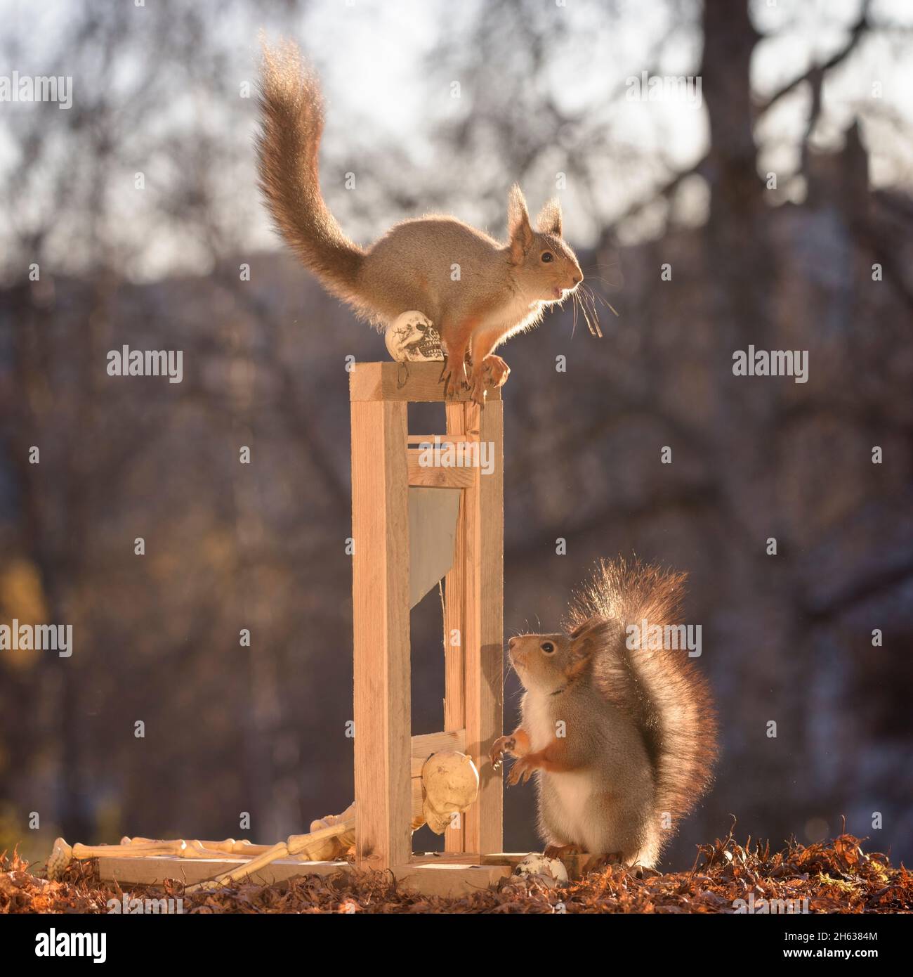 Squelette et deux écureuils rouges avec une guillotine Banque D'Images