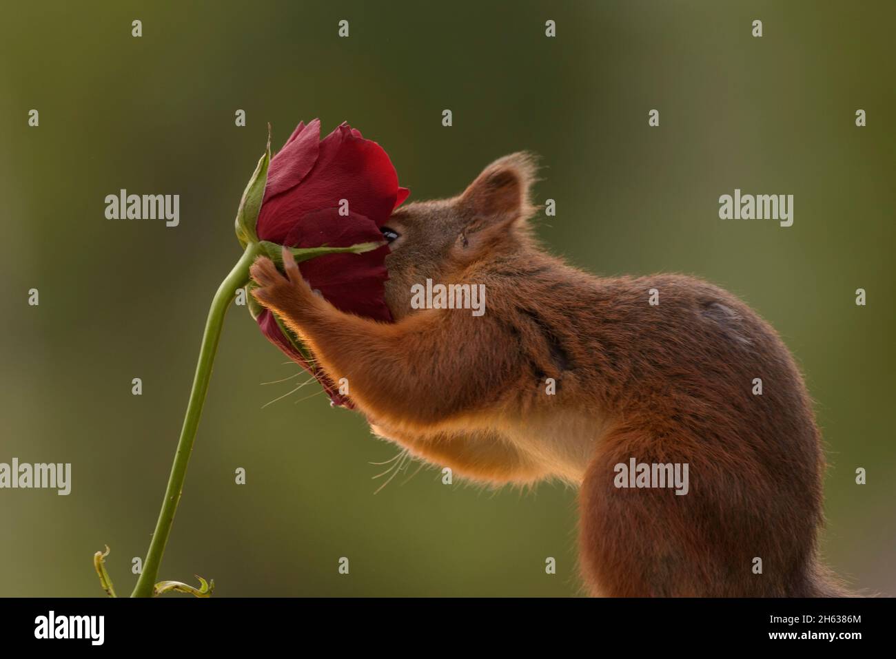 Écureuil rouge avec son nez dans une rose rouge Banque D'Images