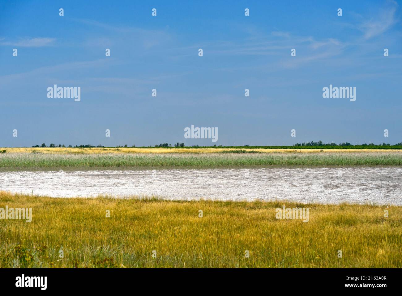 hutte saules avec efflorescence salée dans la zone de préservation de la lactée de langen, neusiedlersee –€“ parc national de seewinkel, apitlon, burgenland, autriche Banque D'Images
