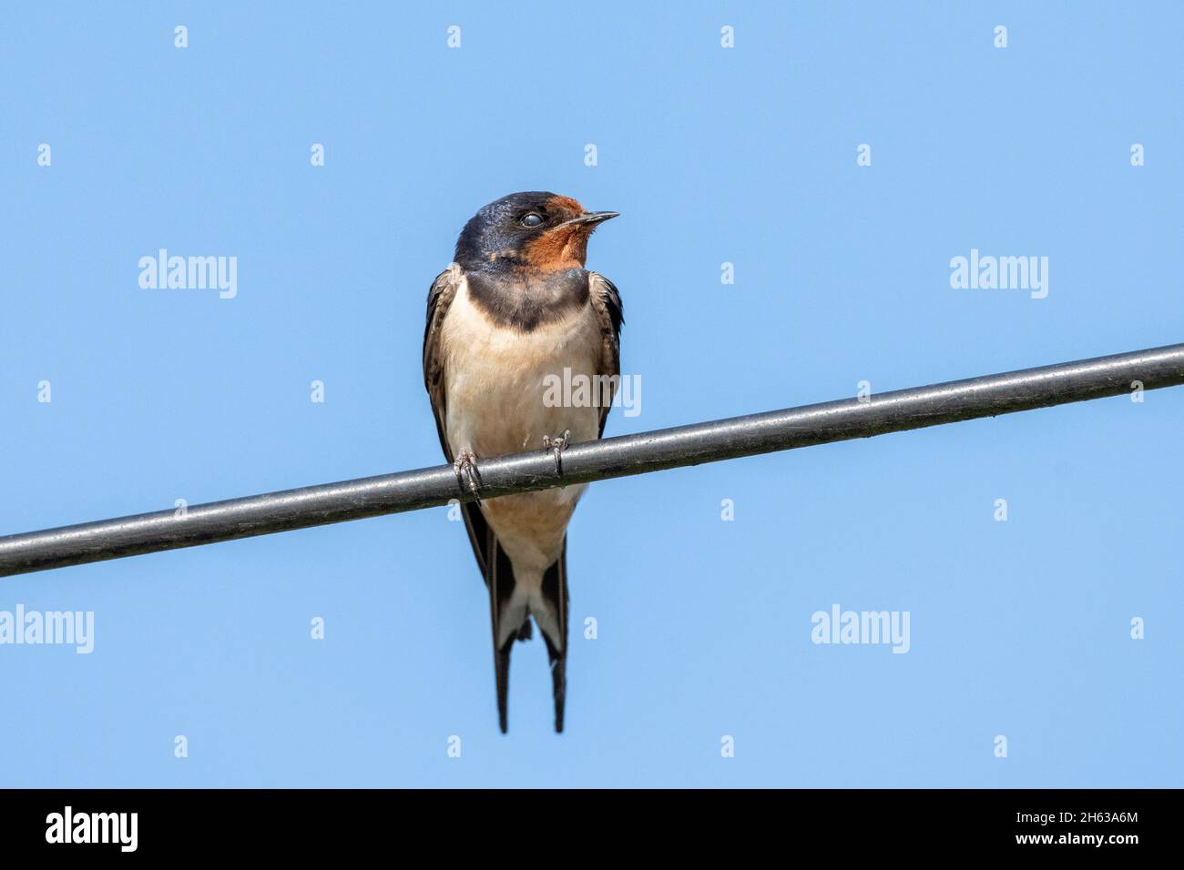 barges de la grange (hirundo rustica), également des hirautes de maison ou des barbues à fourche, assis sur un câble d'alimentation. Banque D'Images