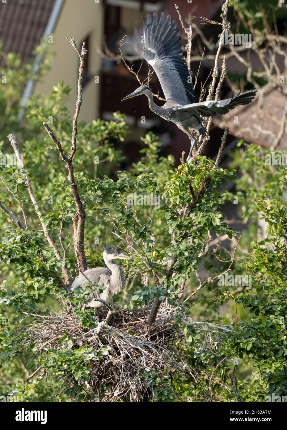 héron gris (ardea cinerea), également appelé héron, avec progéniture au nid. Banque D'Images