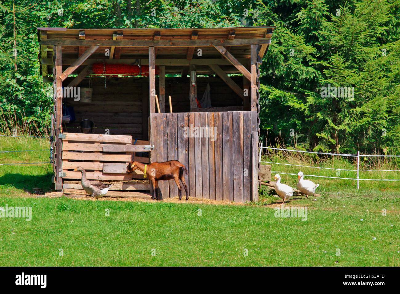 fauve de chèvre et oies en face des écuries sur un pré dans les alpes brandenberg,enfants animaux,europe,autriche,tyrol Banque D'Images