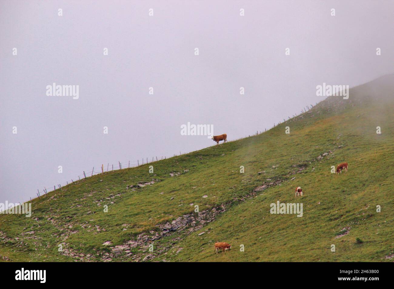 randonnée à latschberg (1949 m), vache sur la crête, crête de montagne, race de bétail simmental, brouillard, brandenberg alpes, tyrol, münster commune, Banque D'Images