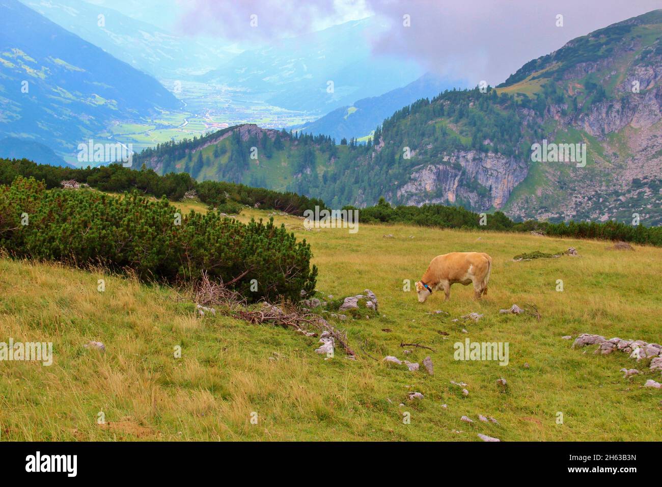 randonnée à latschberg (1949 m),bétail simmental,pâturage,alpes brandenberg,tyrol,en arrière-plan le zillertal,inntal Banque D'Images