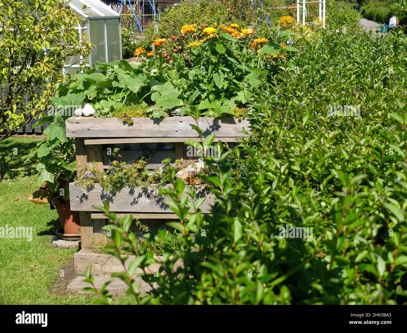 lit surélevé avec concombre (cucumis sativus) et marigold (calendula) dans le jardin de l'allotissement Banque D'Images