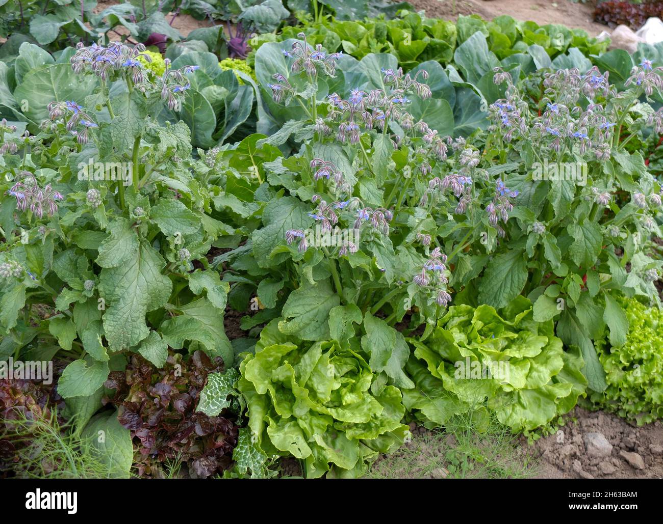 borage (borago officinalis) dans une plaque végétale avec laitue (lactuca sativa) Banque D'Images