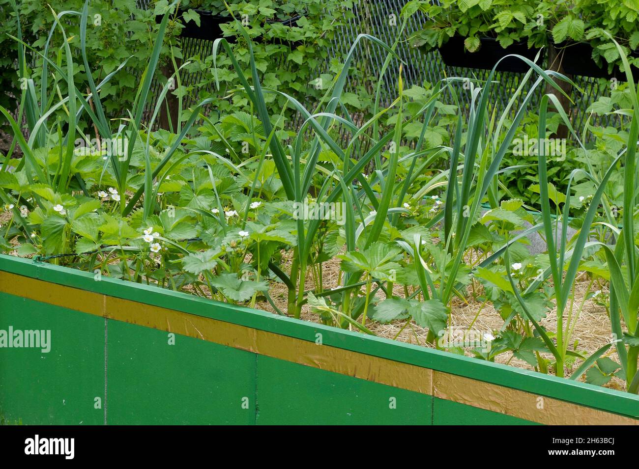 culture mixte dans le lit surélevé: fraises (fragaria) et oignons (allium cesp); ruban de cuivre contre les escargots Banque D'Images