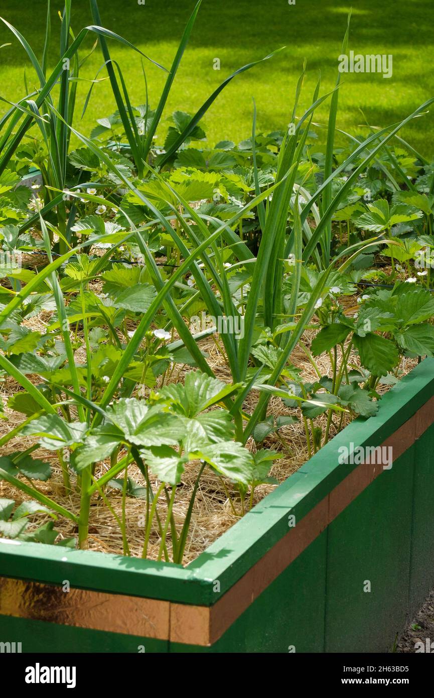 culture mixte dans le lit surélevé: fraises (fragaria) et oignons (allium cesp); ruban de cuivre contre les escargots Banque D'Images