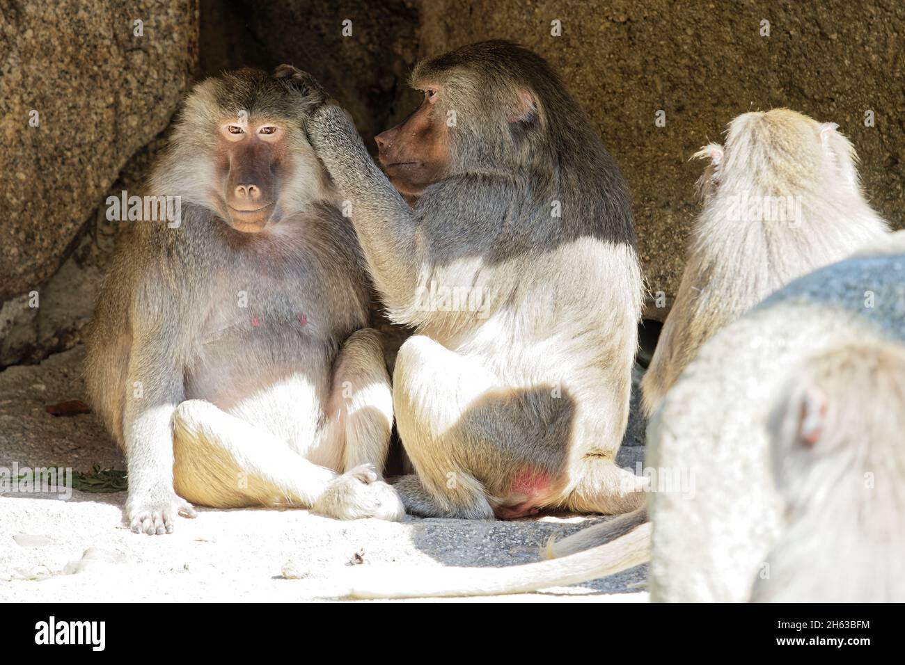les babouins marbés (papio hamadryas) en toilettant leur fourrure au zoo hellabrunn de munich Banque D'Images