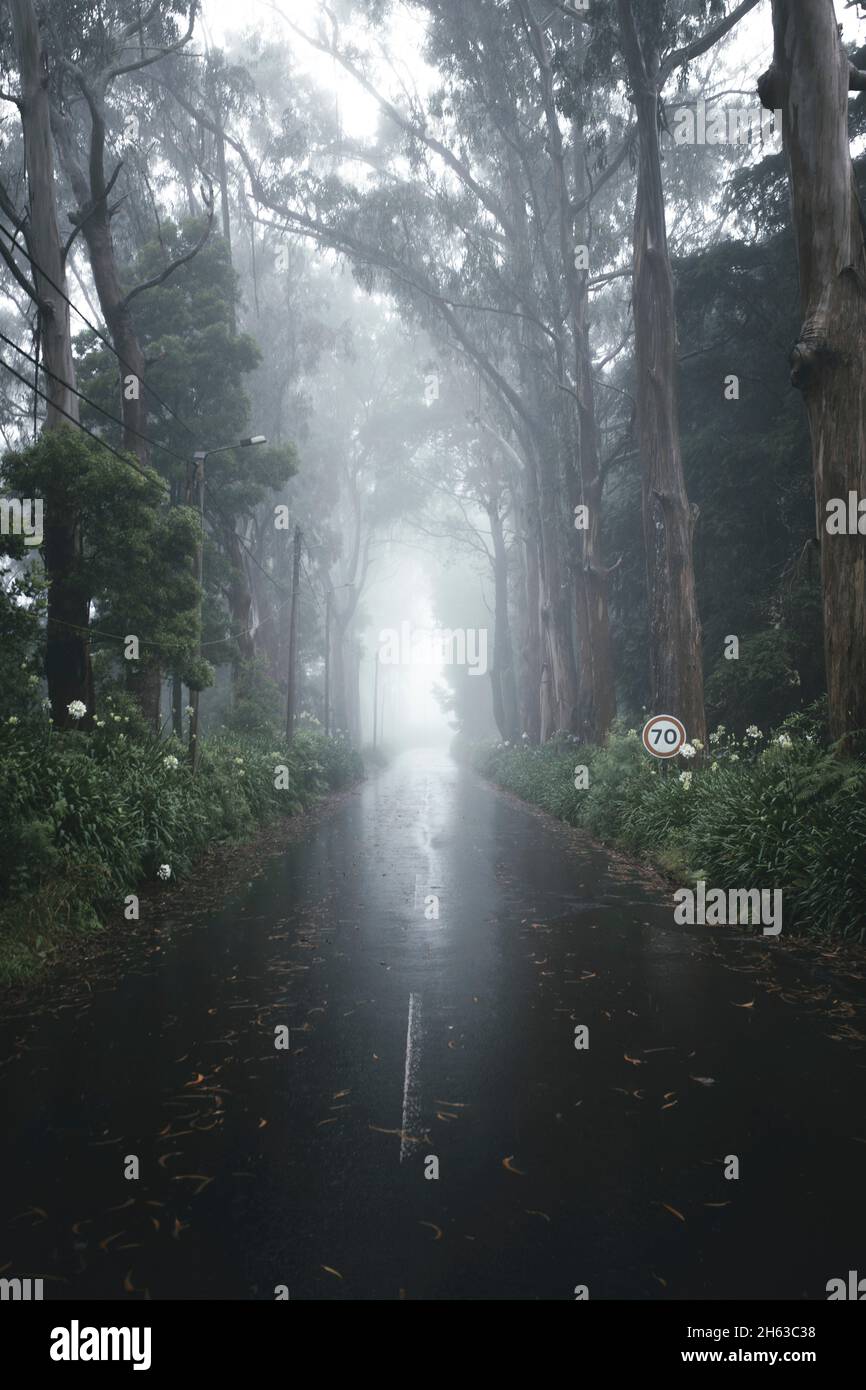 une route humide et des eucalyptus caractéristiques sur l'île de madère. Banque D'Images