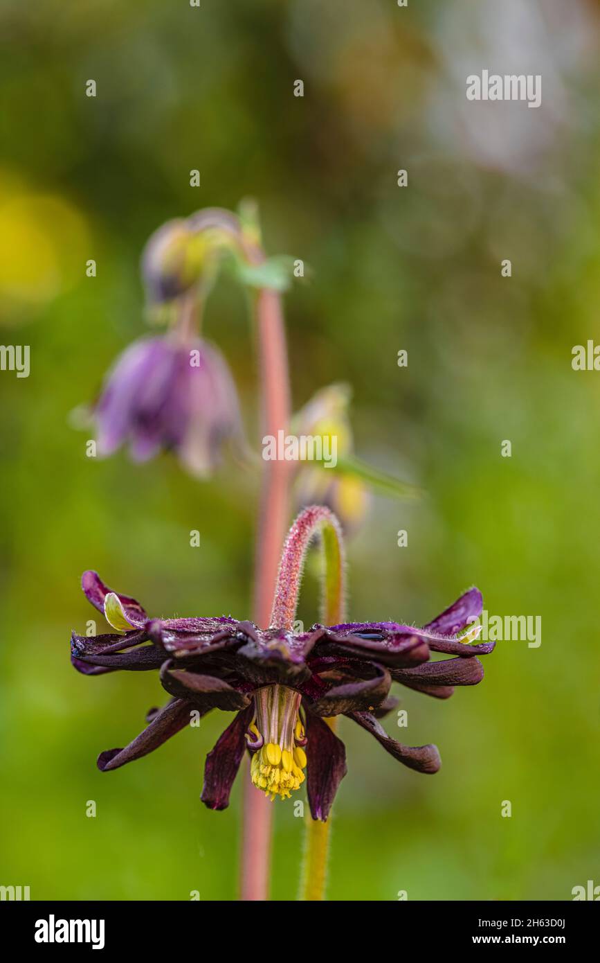 aquilegia vulgaris hybride 'black barlow', double columbine, gros plan Banque D'Images