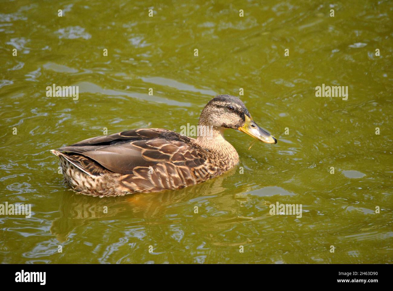 Canard colvert femelle natation Banque D'Images