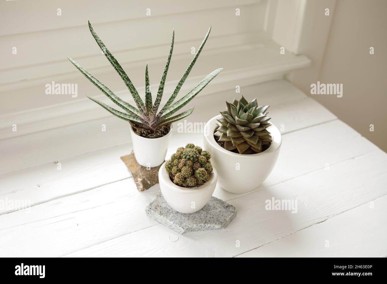 Collection de plantes de maison à l'intérieur.Groupe de plantes en pot dans la chambre près de la fenêtre.Cactus et agencement succulent, style moderne, maison à la mode d Banque D'Images