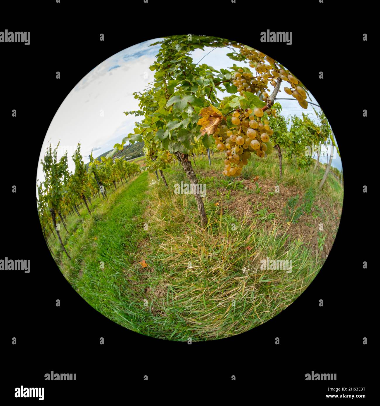 Lentille Fish-eye de raisin Riesling mûr à la vigne dans un vignoble Banque D'Images
