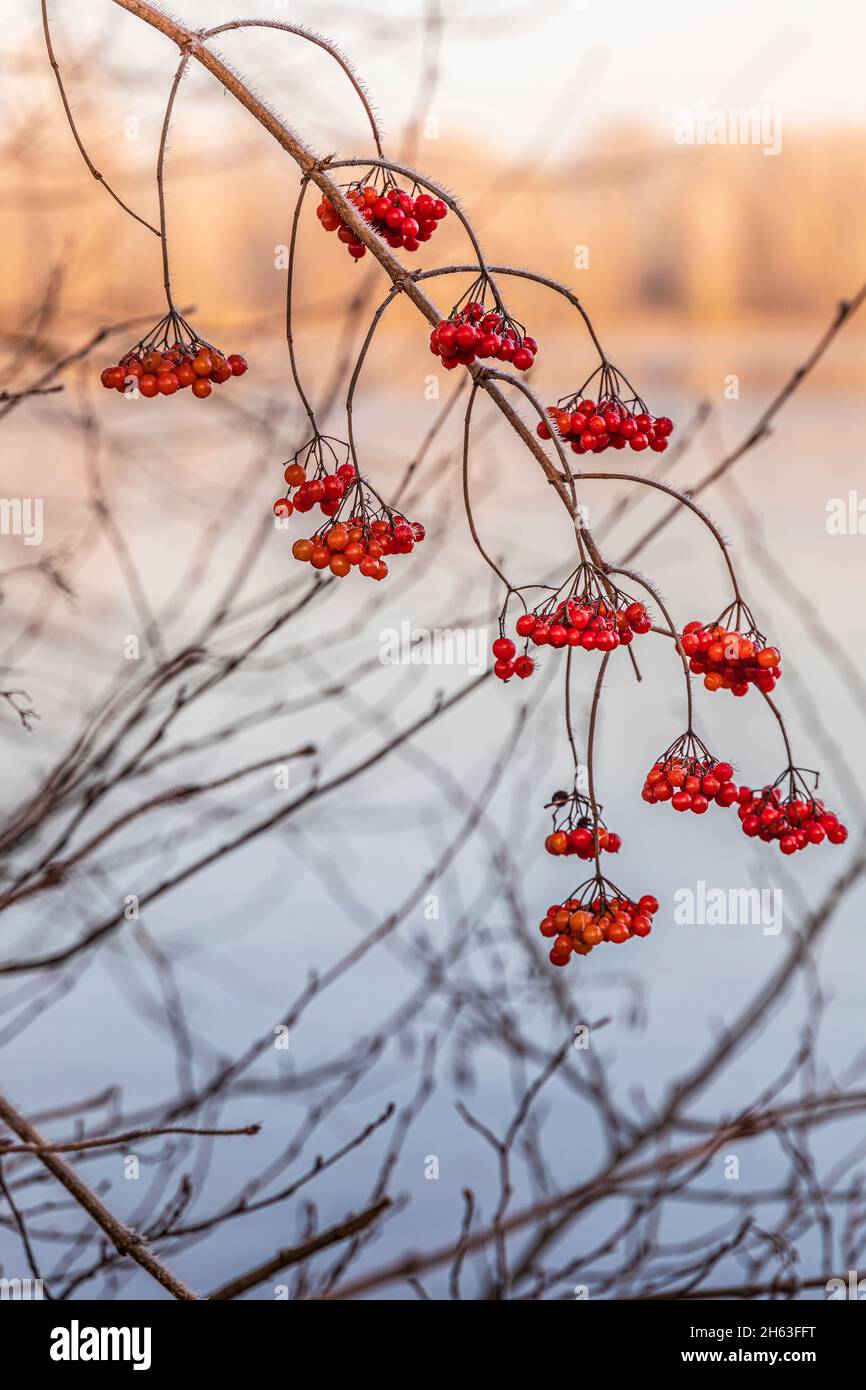 rowan avec baies rouges en hiver Banque D'Images