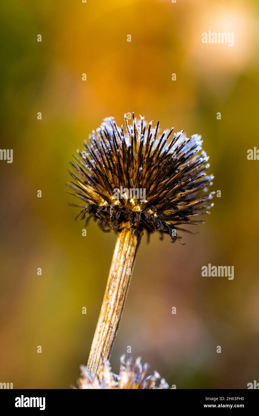 fleur garnie de rudbeckia fulgida goldsturm ou fleur de coneflower avec givre de houar Banque D'Images