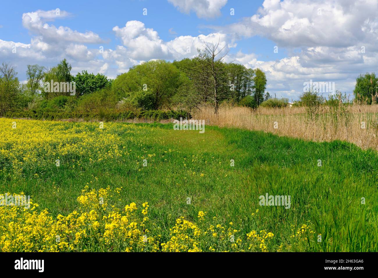niedermoor dans la réserve naturelle principale près de augsfeld, ville de haßfurt, quartier de hassberge, basse-franconie, franconie, bavière, allemagne Banque D'Images