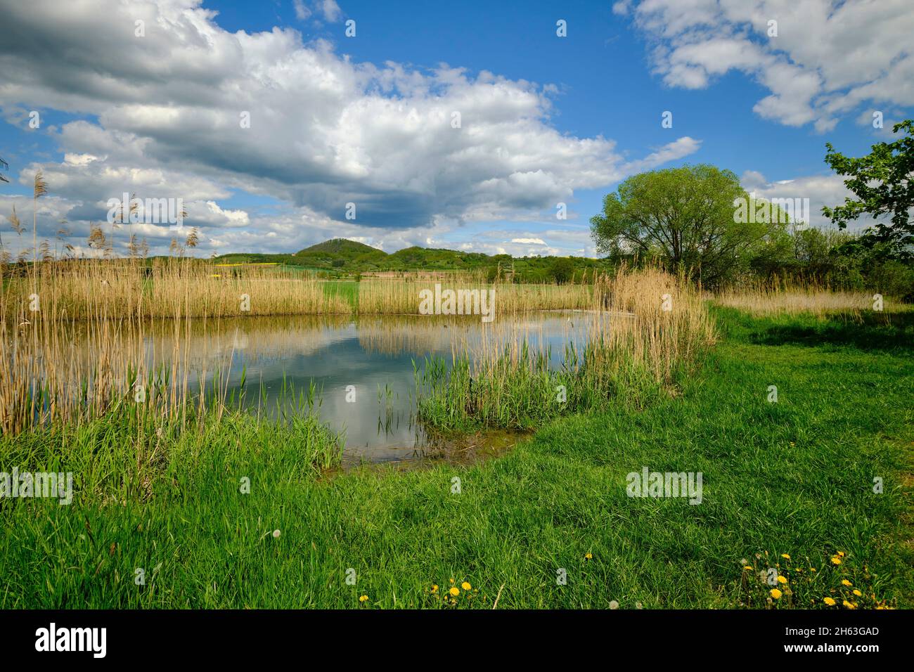 le lautensee dans la réserve naturelle de mainaue près de augsfeld, ville de haßfurt, quartier de hassberge, basse-franconie, franconie, bavière, allemagne Banque D'Images
