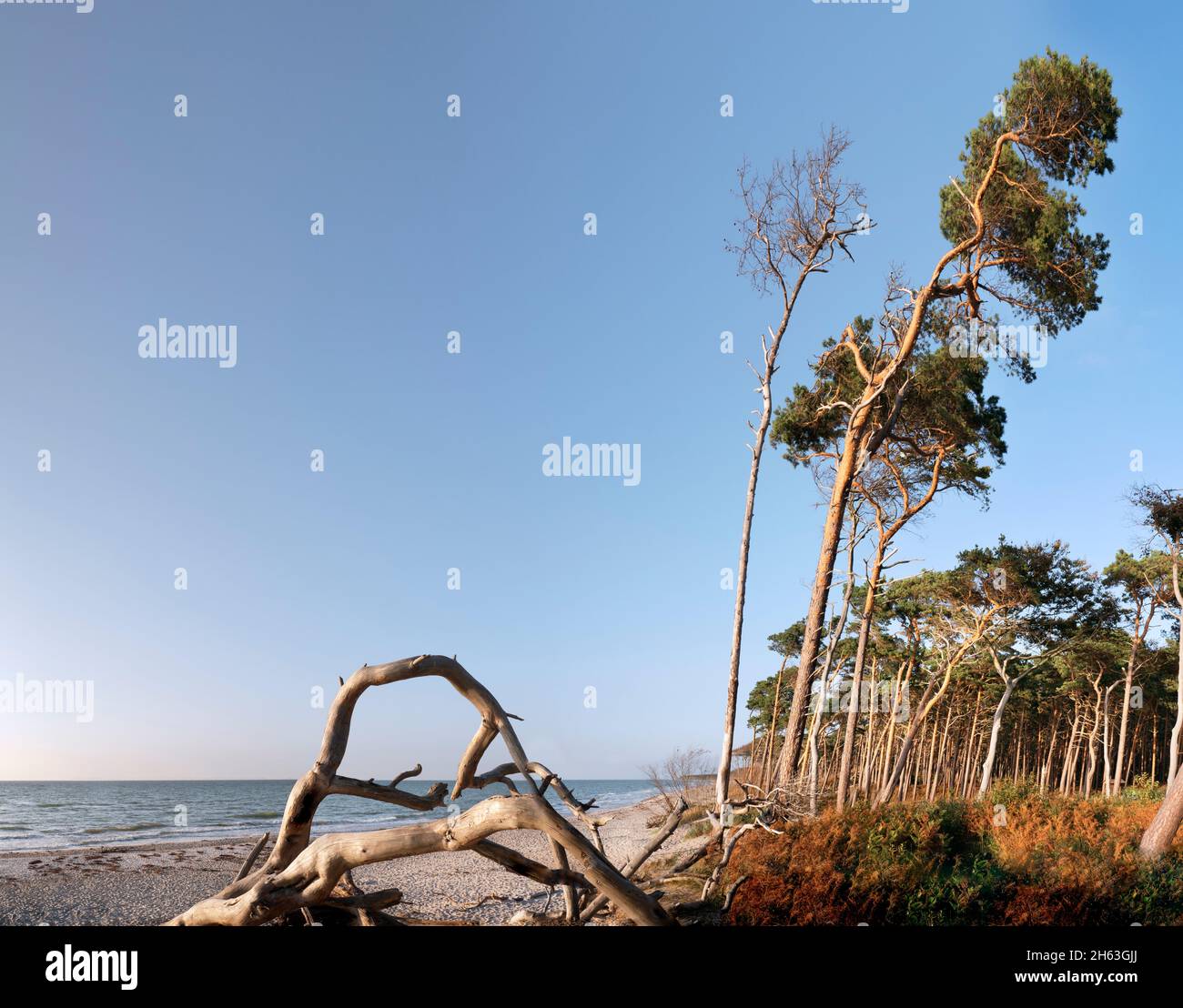 flotsam sur la plage ouest de darß, les pins sont illuminés par le soleil d'été Banque D'Images