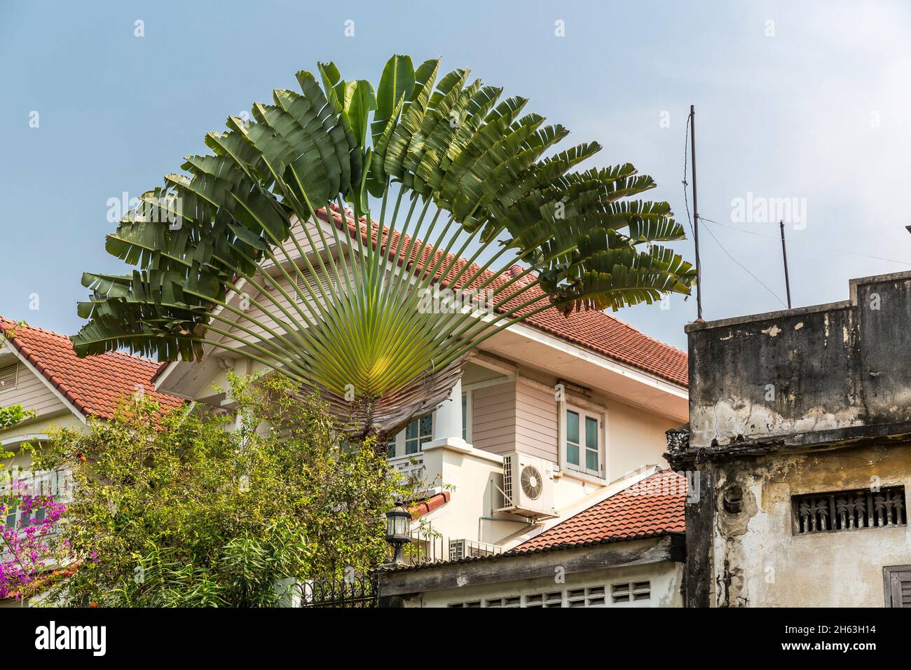 traveler's tree, (ravenala madagascariensis), fan palm, maison résidentielle, khlongs, khlongfahrt sur les canaux de bangkok, bangkok, thaïlande, asie Banque D'Images