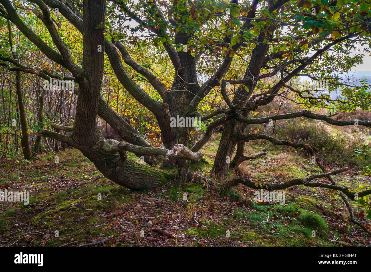 Ancien chêne copiqué à tiges multiples (Quercus robur), en plein soleil d'automne à Wincobank Wood, Sheffield, dans le Yorkshire du Sud. Banque D'Images