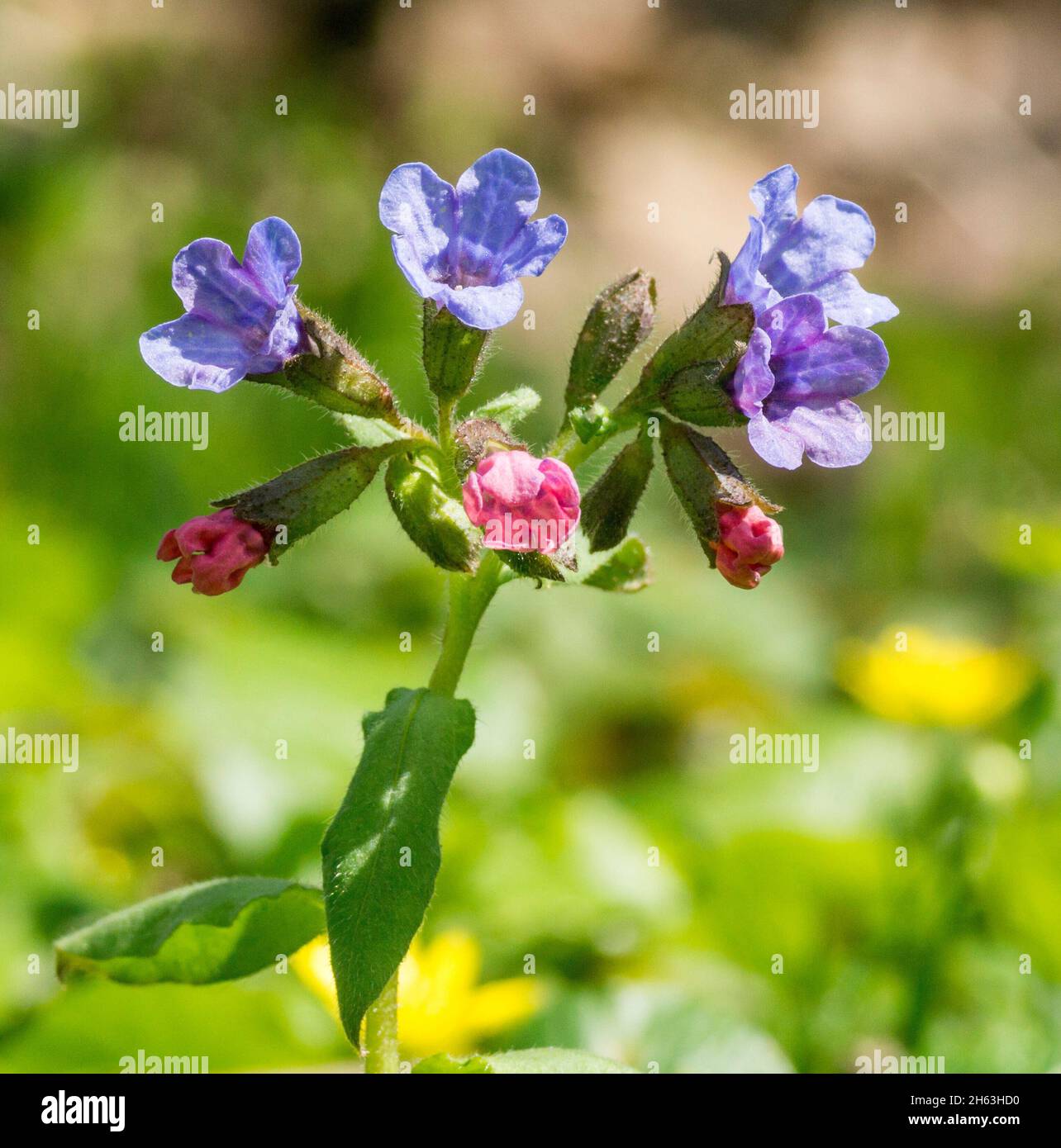 allemagne,baden-wuerttemberg,lungwort tacheté ou réel,également appelé patchwort,lungwort,herbe de ruisseau. pulmonaria officinalis,boraginaceae. Banque D'Images
