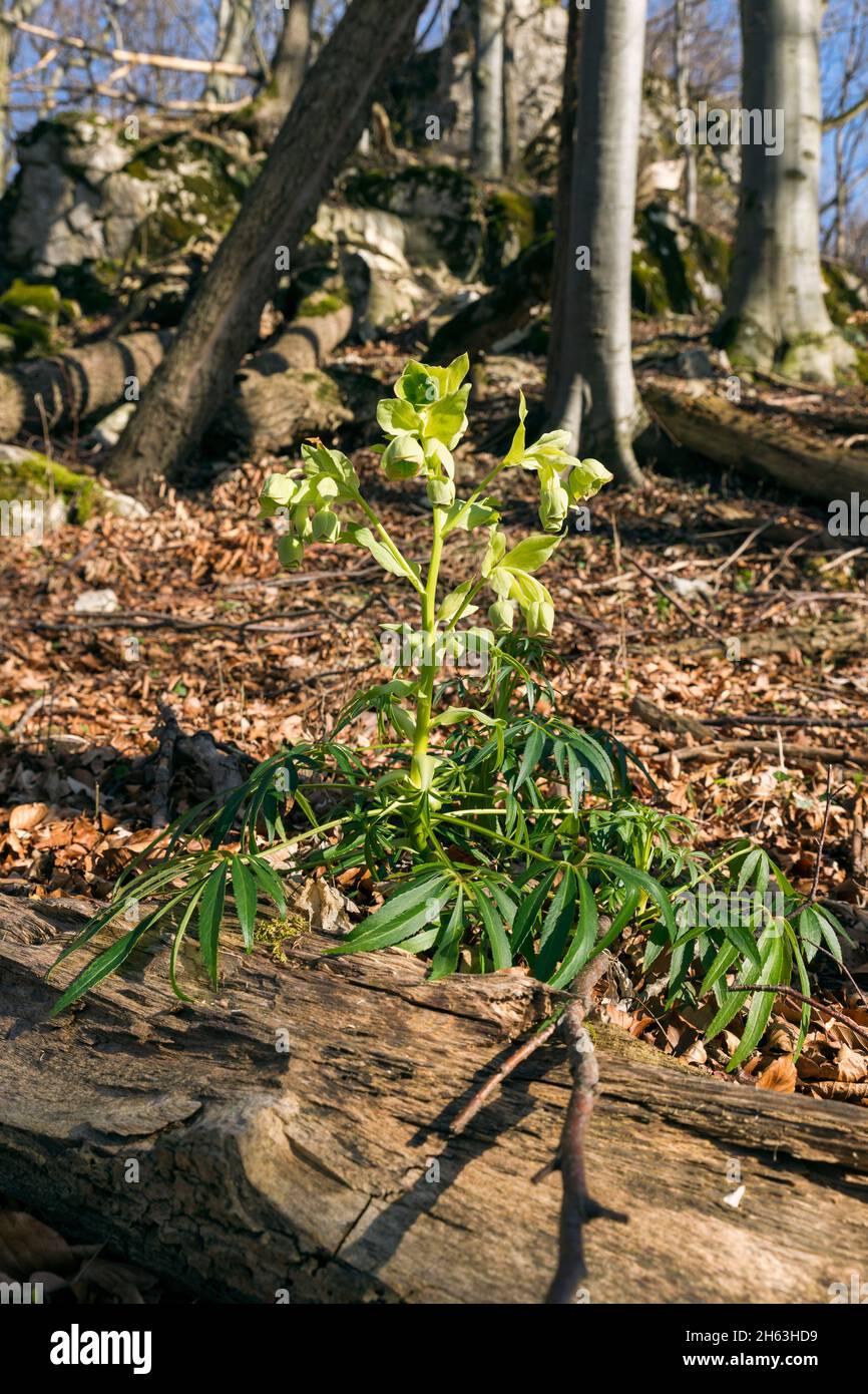 hellebore odorant, helleborus foetidus, famille de butterbutter, toxique Banque D'Images