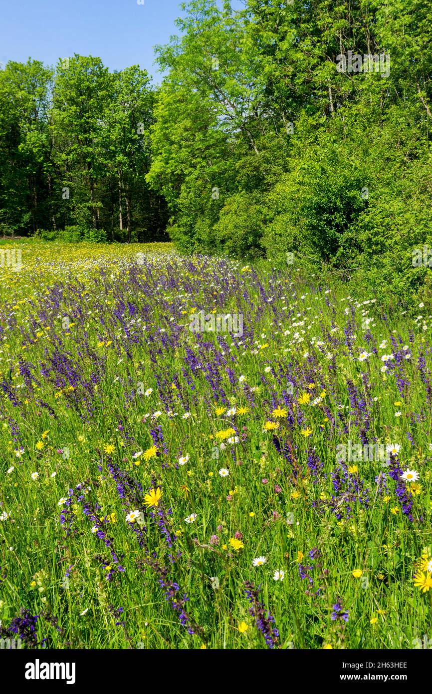 allemagne,bade-wurtemberg,sauge de prairie - salvia pratensis et marguerite - leucanthemum vulgare,prairie,sauge de prairie,prairie,sauge bleue,pâquerettes,menthe,lamiaceae,fleur,prairie à fleurs,salvia pratensis,leucanthemum vulgare Banque D'Images
