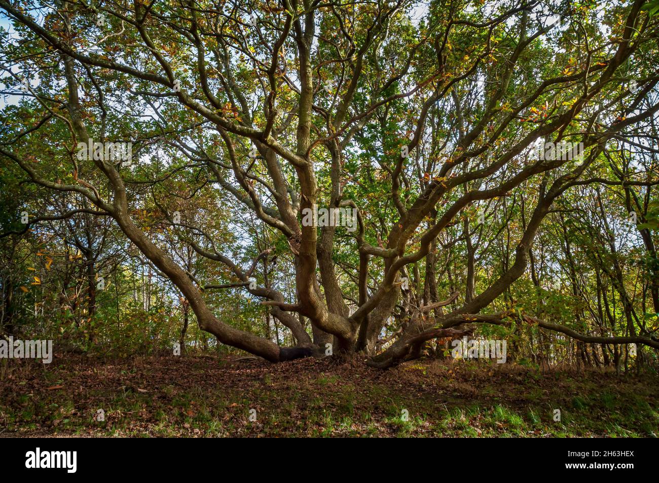 Ancien chêne copiqué à tiges multiples (Quercus robur), en plein soleil d'automne à Wincobank Wood, Sheffield, dans le Yorkshire du Sud. Banque D'Images