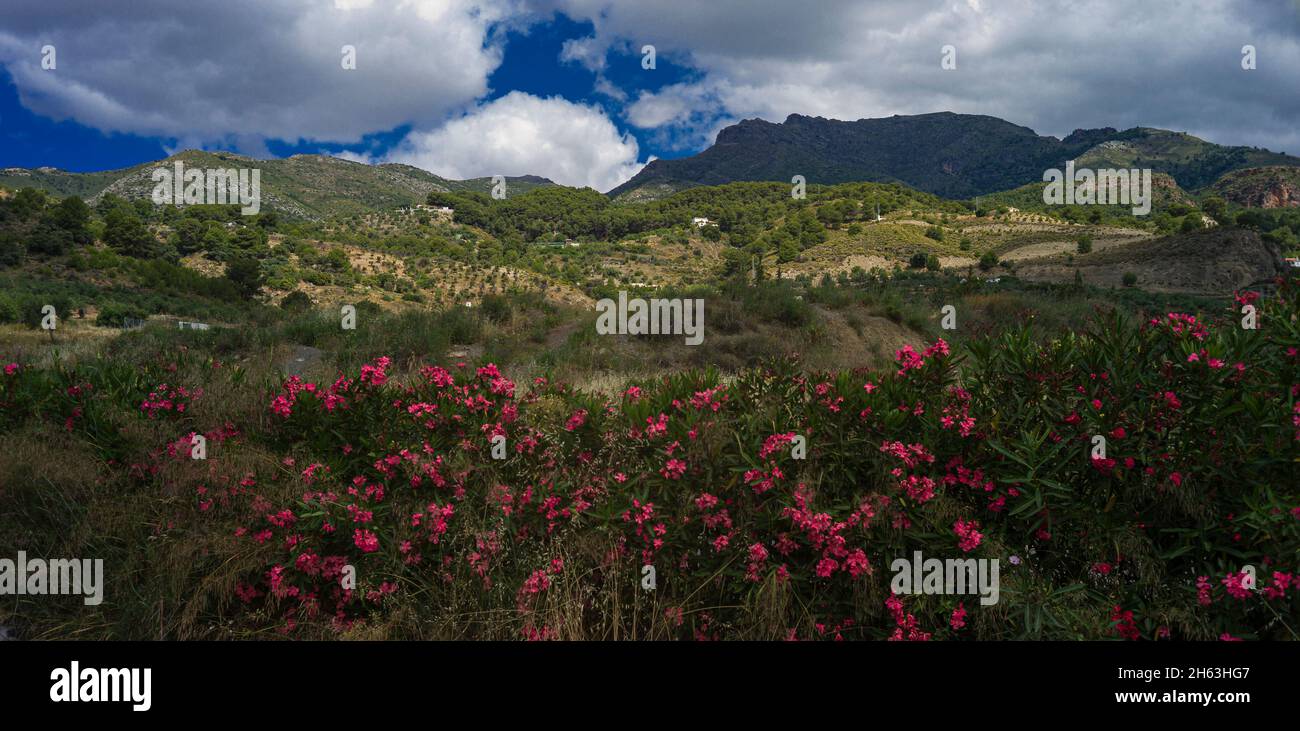 fleurs rouges et collines verdoyantes au parc naturel de la sierra de las nieves, andalousie, espagne Banque D'Images
